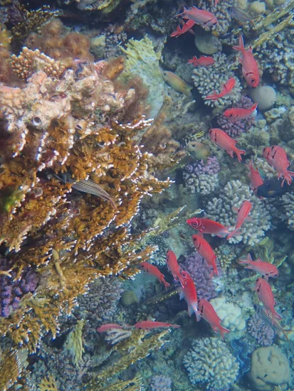 Colourful coral reef during a Marsa Mubarak snorkelling trip