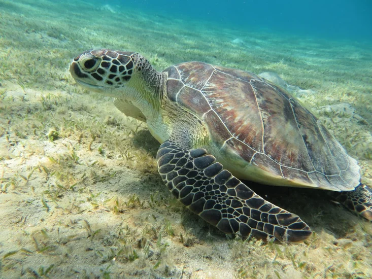 Sea turtle during an Abu Dabbab Bay snorkelling trip