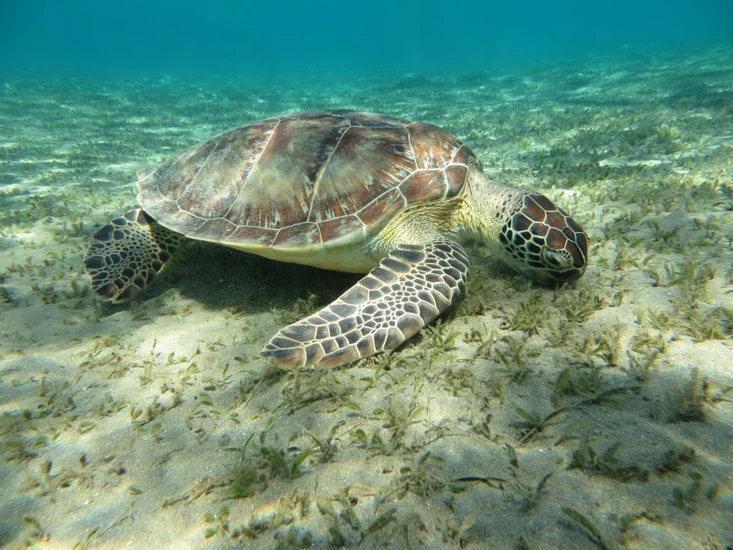 Sea turtle swimming in Abu Dabbab Bay, Marsa Alam