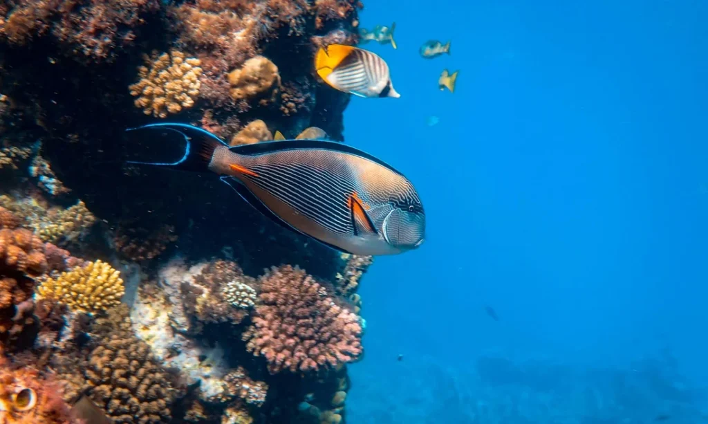 Tropical fish and coral reef at Marsa Shoona near Marsa Alam