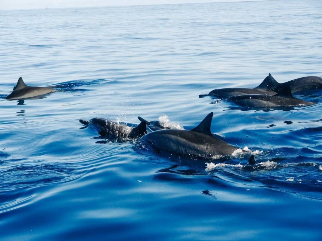 Pod of dolphins swimming in the Red Sea near Hurghada