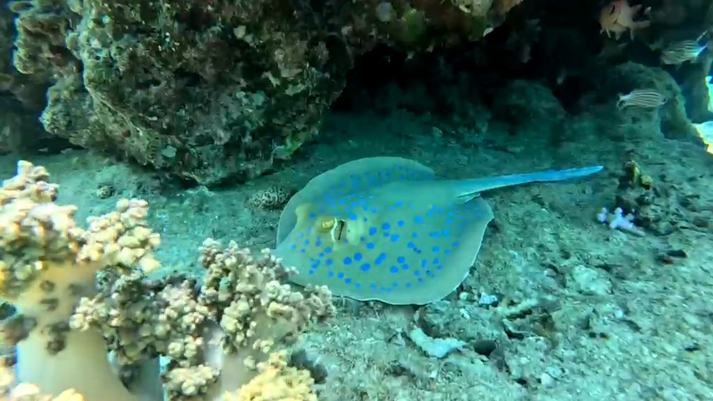 Blue-spotted stingray seen during the Orange Bay Plus Hurghada trip