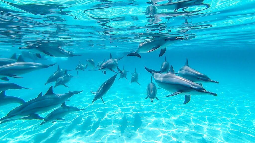 Wild dolphins at Sataya Reef during a Dolphin Reef Marsa Alam snorkelling trip