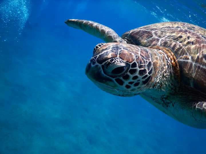 Green sea turtle swimming at Marsa Mubarak in the Red Sea