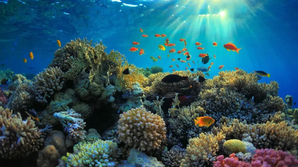 Colourful coral reef at Dolphin Reef Marsa Alam