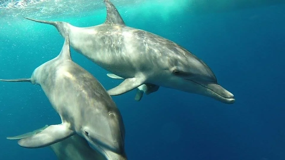 Dolphins swimming in the Red Sea near Hurghada