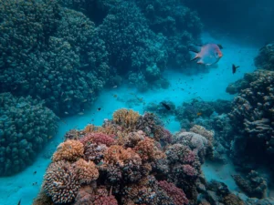 Farbenprächtiges Korallenriff mit tropischen Fischen beim Schnorcheln in Marsa Mubarak und Marsa Shoona.