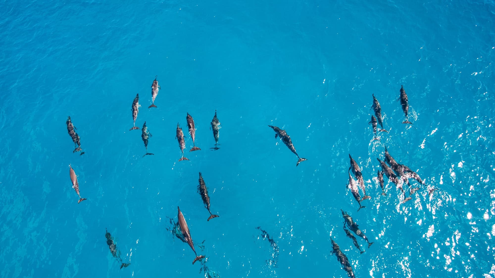 Dolphins swimming in the Red Sea during a Dolphin House Hurghada trip